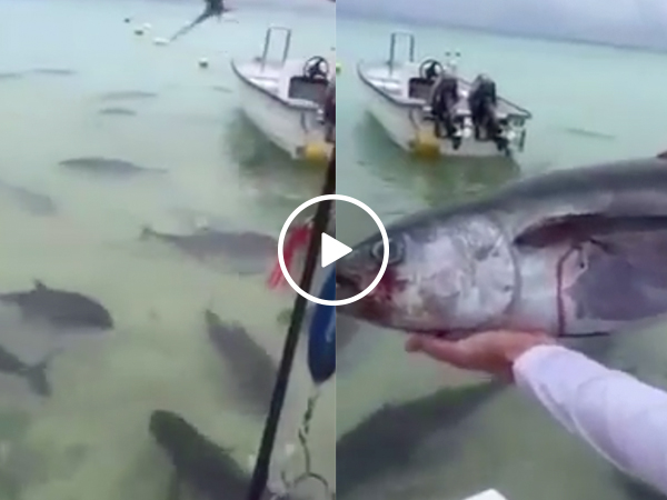 Guy throws dead tuna into a pack of Giant Trevally fish and, holy sh*t (Video)