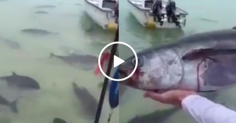 Guy throws dead tuna into a pack of Giant Trevally fish and, holy sh*t (Video)