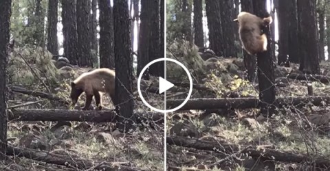 Mom elk saves her baby from bear
