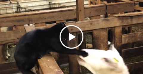 Sheep and cat get into a fight