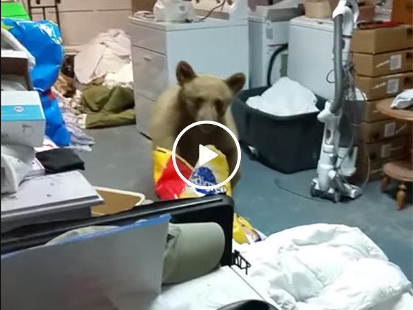 Family catches bear stealing their dog food