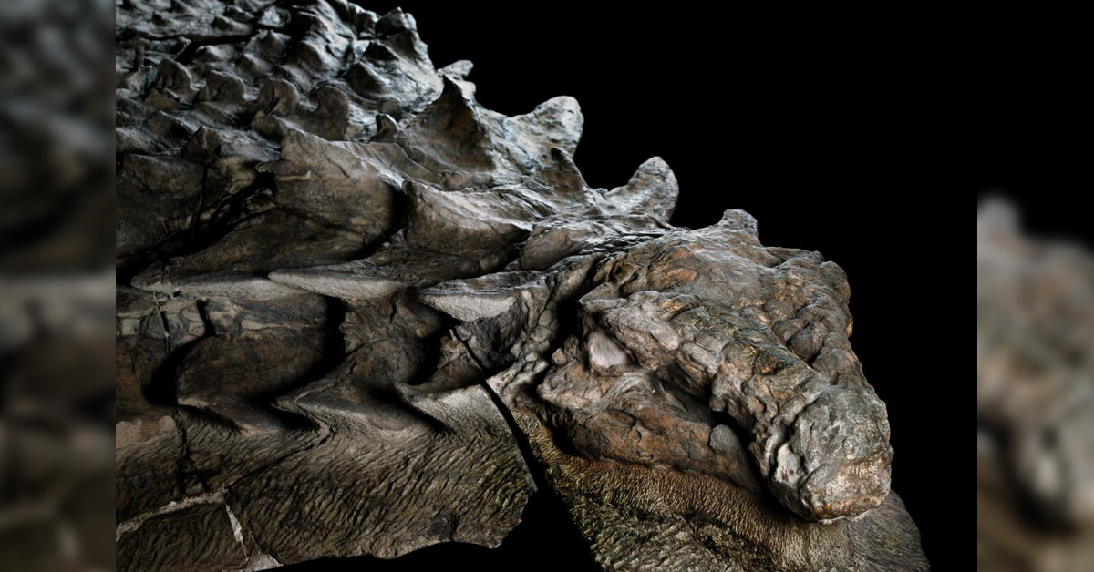 oldest dinosaur fossil ever found