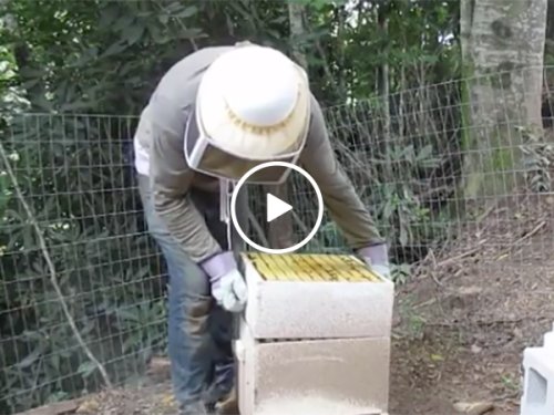 Beekeeper drops the hive and gets stung