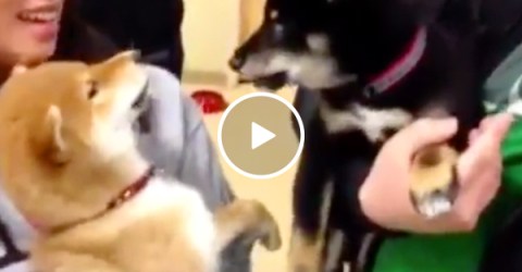 Shiba Inu's engage in a rap battle for the ages (Video)