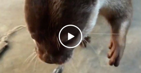 The cutest little carnivore you'll see today (Video)