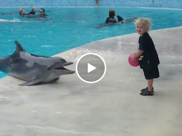 Toddler plays catch with dolphin (Video)