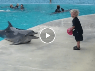 Toddler plays catch with dolphin (Video)