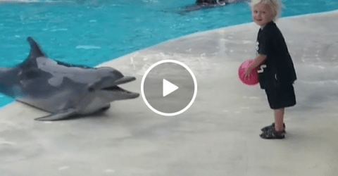 Toddler plays catch with dolphin (Video)
