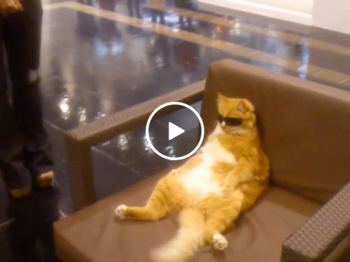 Cool cat in sun glasses chills at mall (Video)