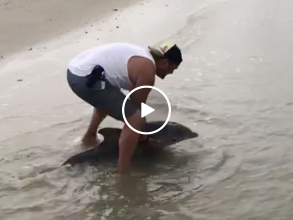 Guy comes to the rescue of a beached baby dolphin (Video)