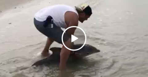 Guy comes to the rescue of a beached baby dolphin (Video)