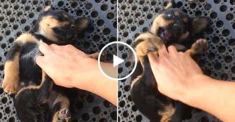 Puppy getting tickled to sleep will shred your man card (Video)