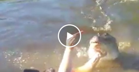 Darwin Award Nominee jumps in water with croc... for a selfie (Video)