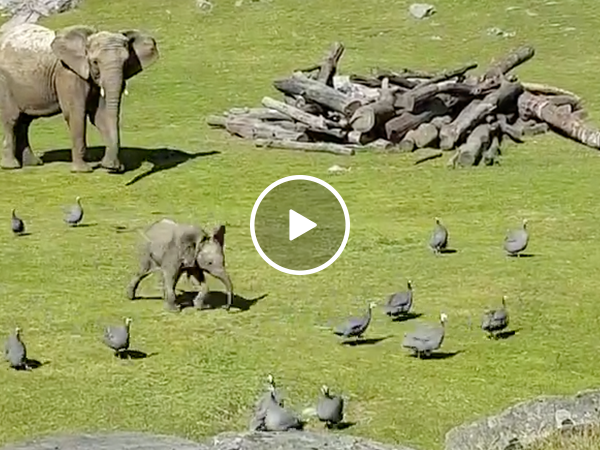 Adorable baby elephant chases birds (Video)