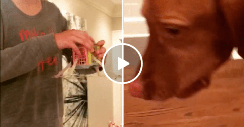 Egg drop experiment turns into a dog's snack (Video)