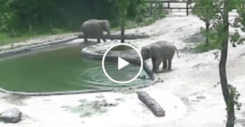 Mother elephant saves baby elephant