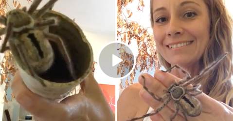 Woman puts dangerous huntsman spider on hand (Video)
