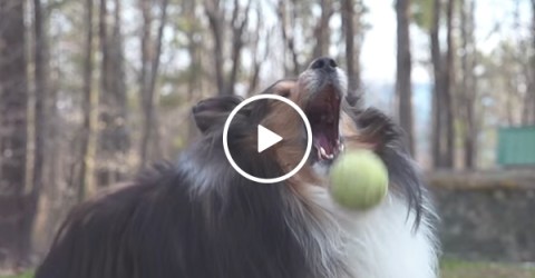Montage of dog failing to catch a ball
