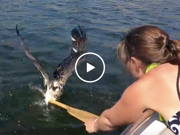 Girl rescues an osprey
