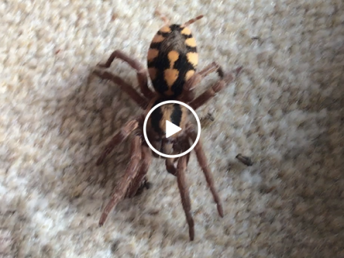 Man lays next to huge spiders (Video)