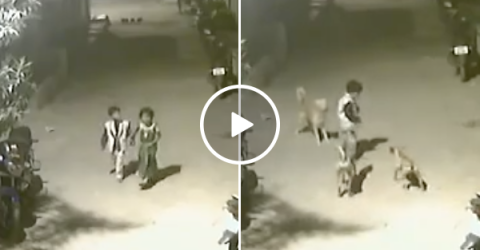 Brave boy fights off pack of wild dogs saving little girl in process