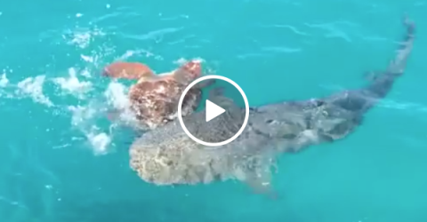 Sea turtle has the perfect strategy for dealing with hungry sharks