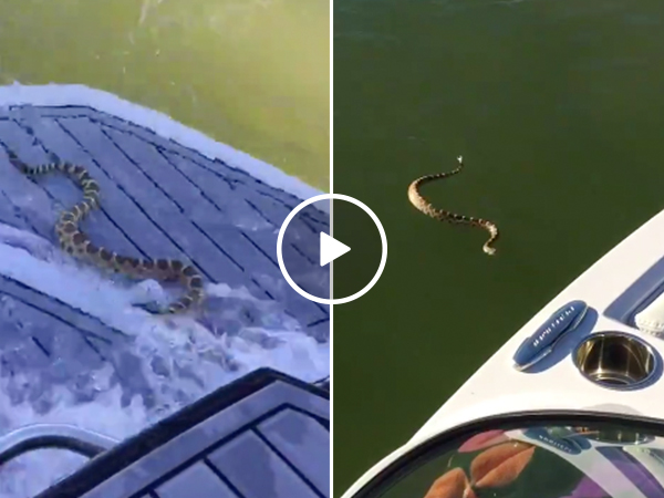 Aggressive Rattlesnake tries to board a boat full of people (Video)