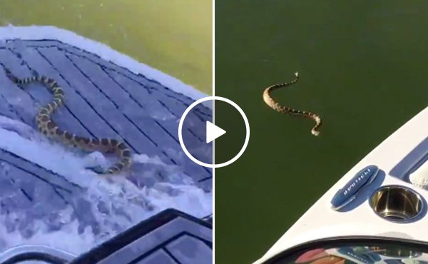 Aggressive Rattlesnake tries to board a boat full of people (Video)