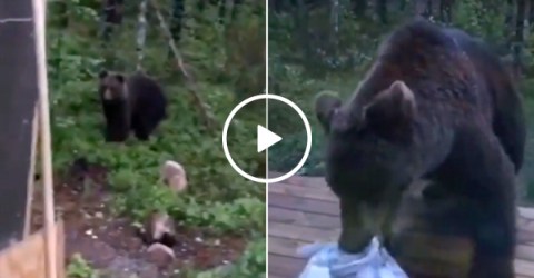 Finnish man scolds brown bear, gives zero f#*!s (Video)