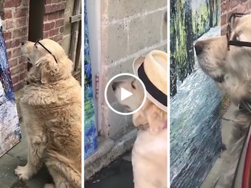 Adorable dog views owner's artwork (Video)