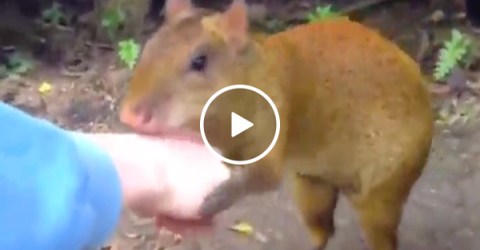 Horny Capybara challenges man to Lightsaber duel to the death (Video)