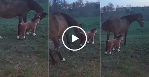 Real horse kicks face horse in the head (Video)