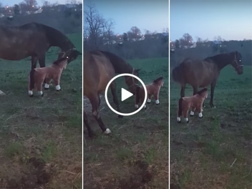 Real horse kicks face horse in the head (Video)