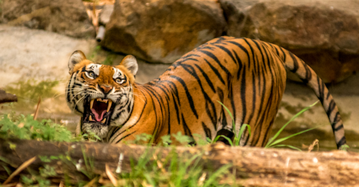 Deadliest single animal in history? The Champawat Tigress