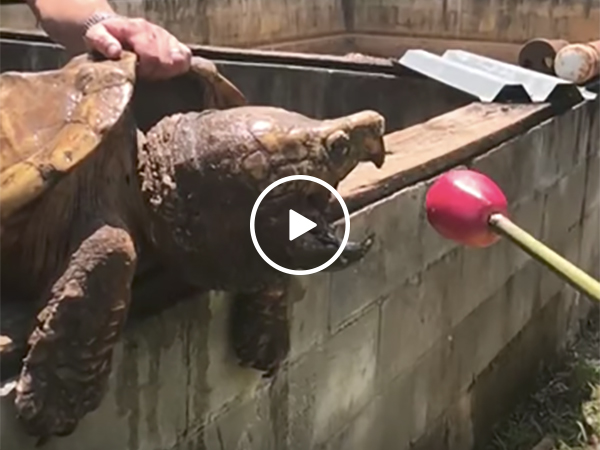 Snapping turtle eats an apple