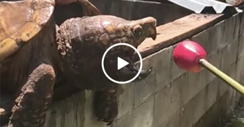 Snapping turtle eats an apple