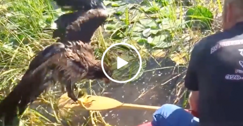 Couple rescues a drowning baby bald eagle (Video)