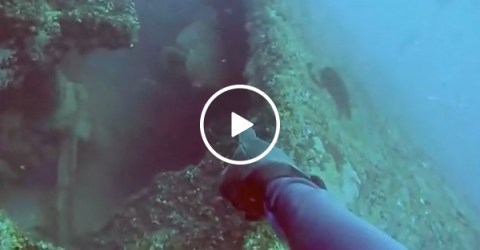 Trolling fish sends scuba diver into a blind rage (Video)