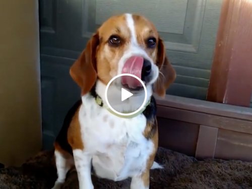 Beagle Can't Stop Shaking from Bacon Delivery (Video)