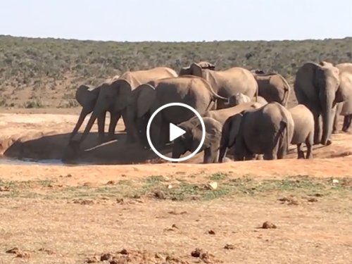 Elephant herd saves baby elephant