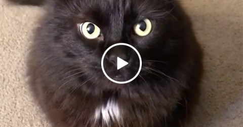 Black cat refuses to take no for an answer, attacks (Video)