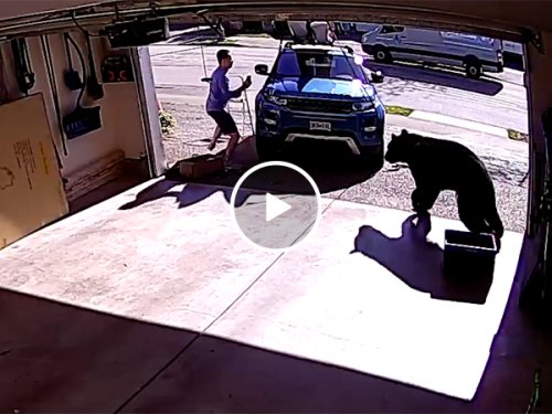 Bear attacks man in his garage