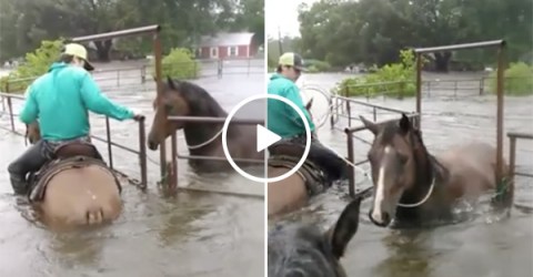 Man saves a horse during Hurricane Harvey