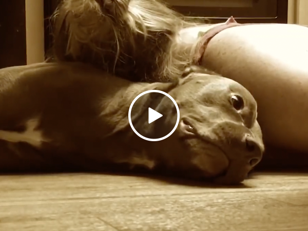 Awesome pit bull is able to protect owners head from seizers