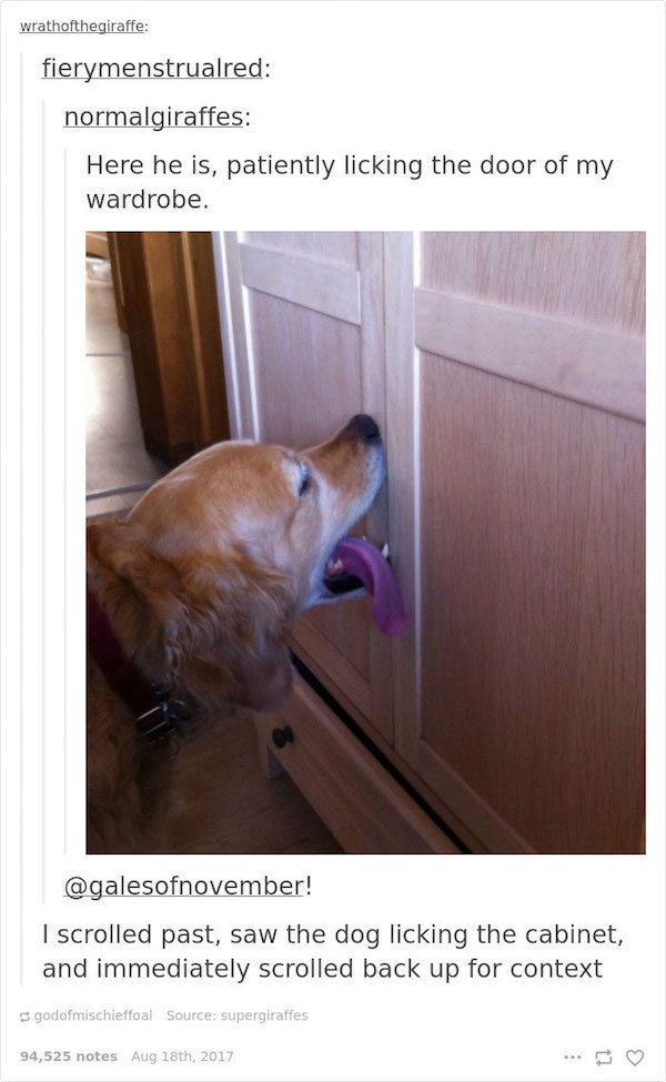 Dog licks door when he wants to go out, gets confused when they move
