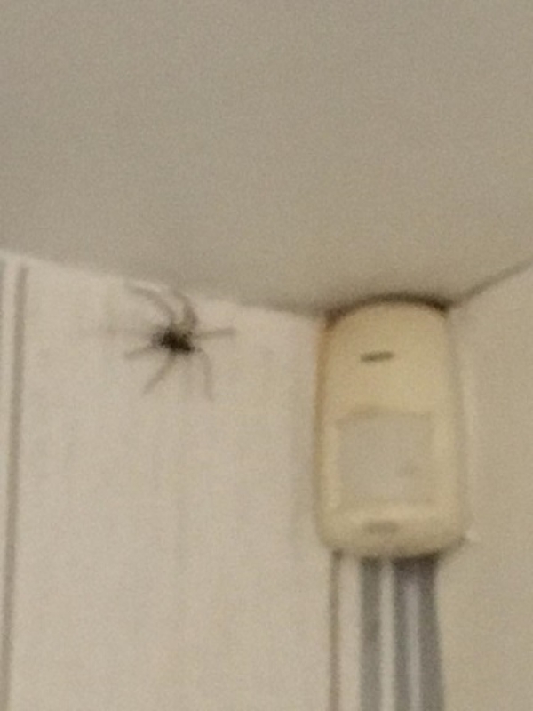 UK invaded by spiders so big they set off burglar alarms