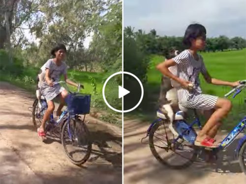 Biking Dog | K9 Passenger | Puppy Riding Bicycle