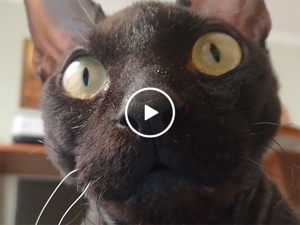 Strange cat is obsessed with camera (Video)