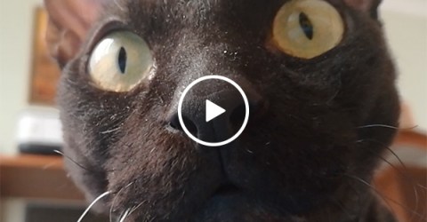Strange cat is obsessed with camera (Video)