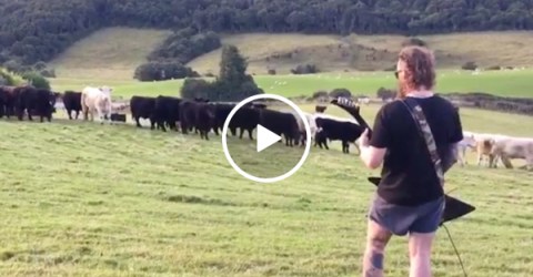 Cows in New Zealand are metal as f*ck (Video)